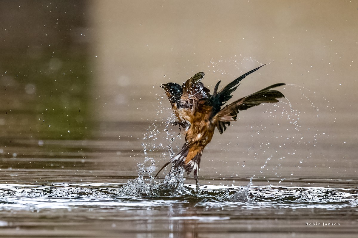 Barn Swallow - ML620891187