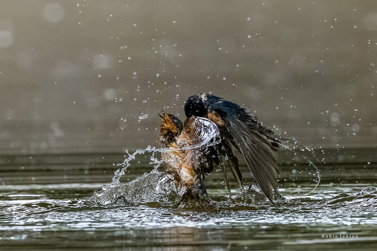 Barn Swallow - ML620891189