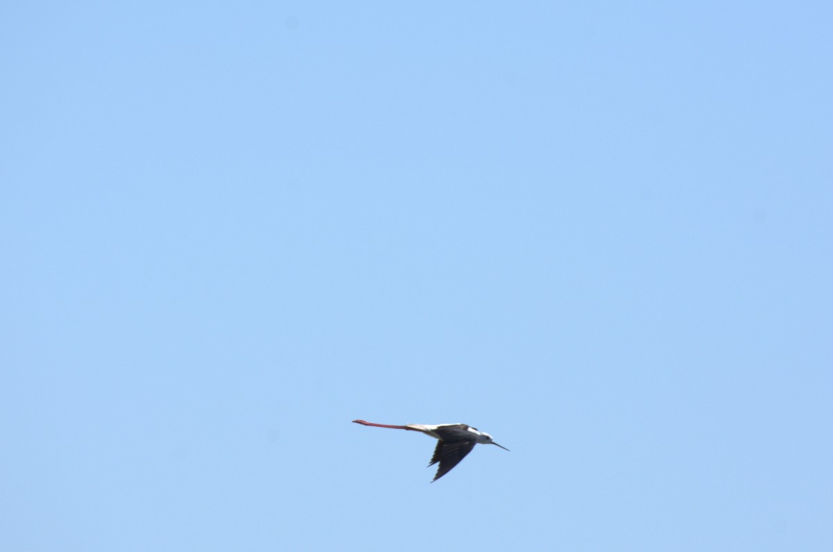 Black-winged Stilt - ML620891190