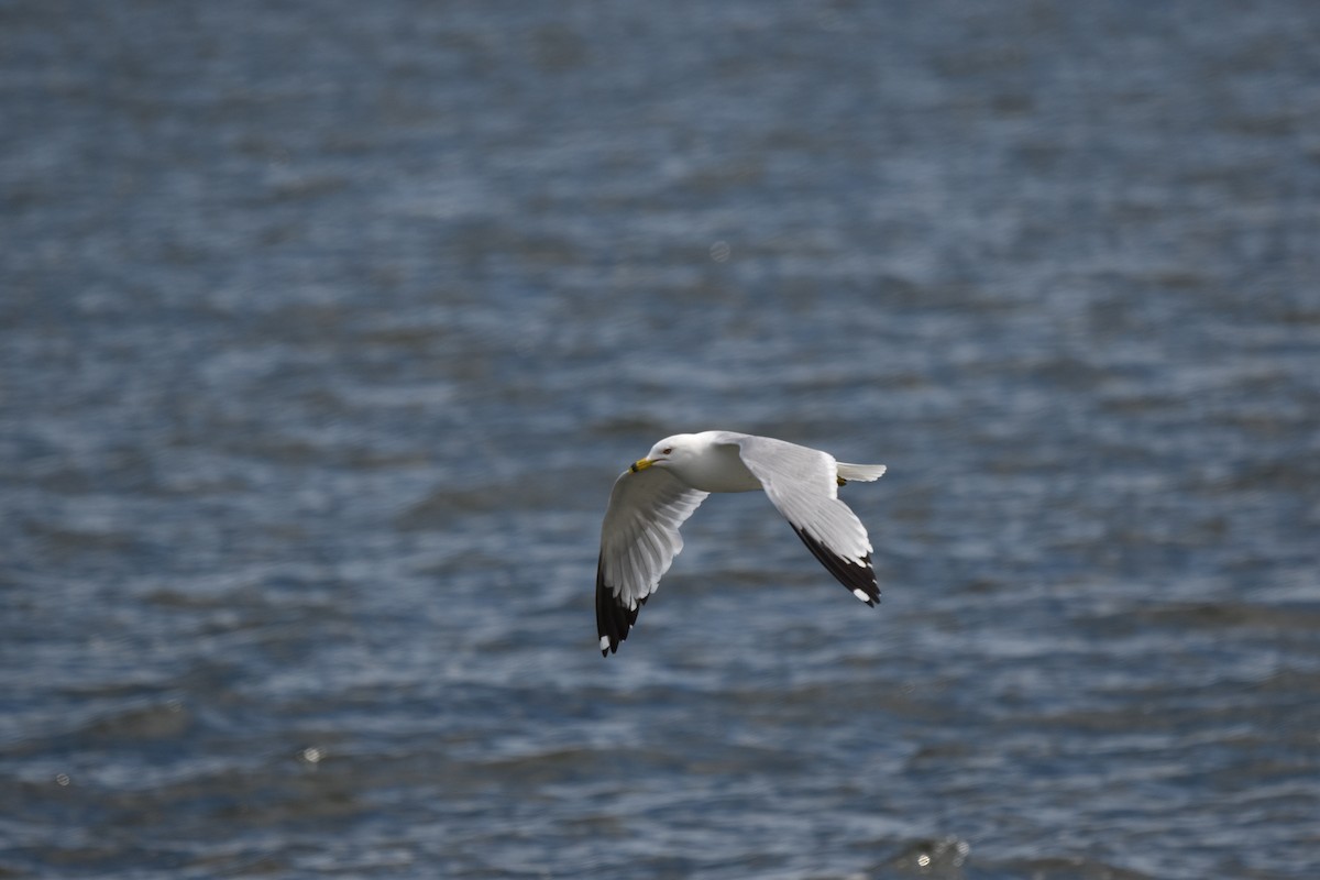 Ring-billed Gull - ML620891191