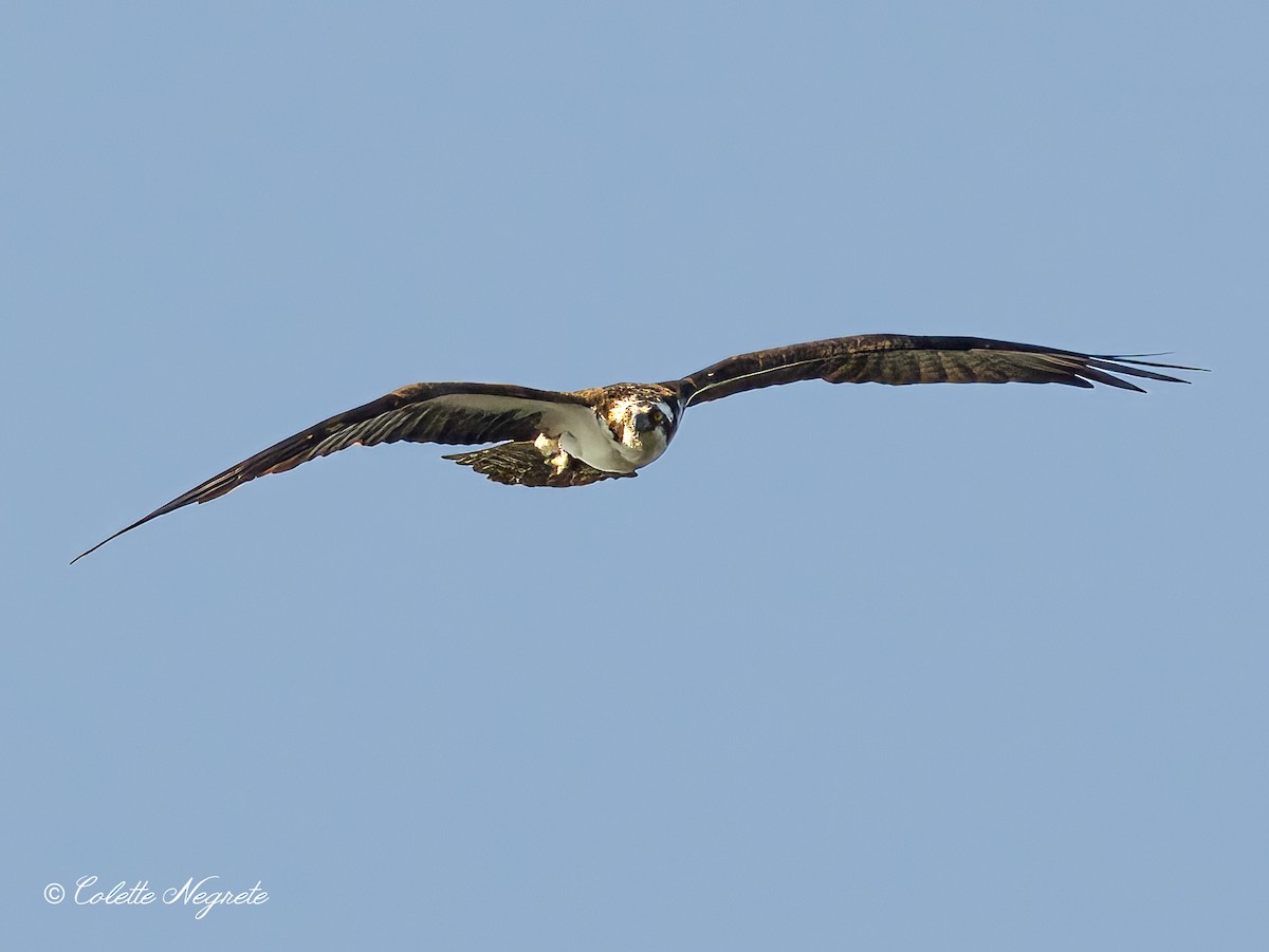 Balbuzard pêcheur - ML620891192