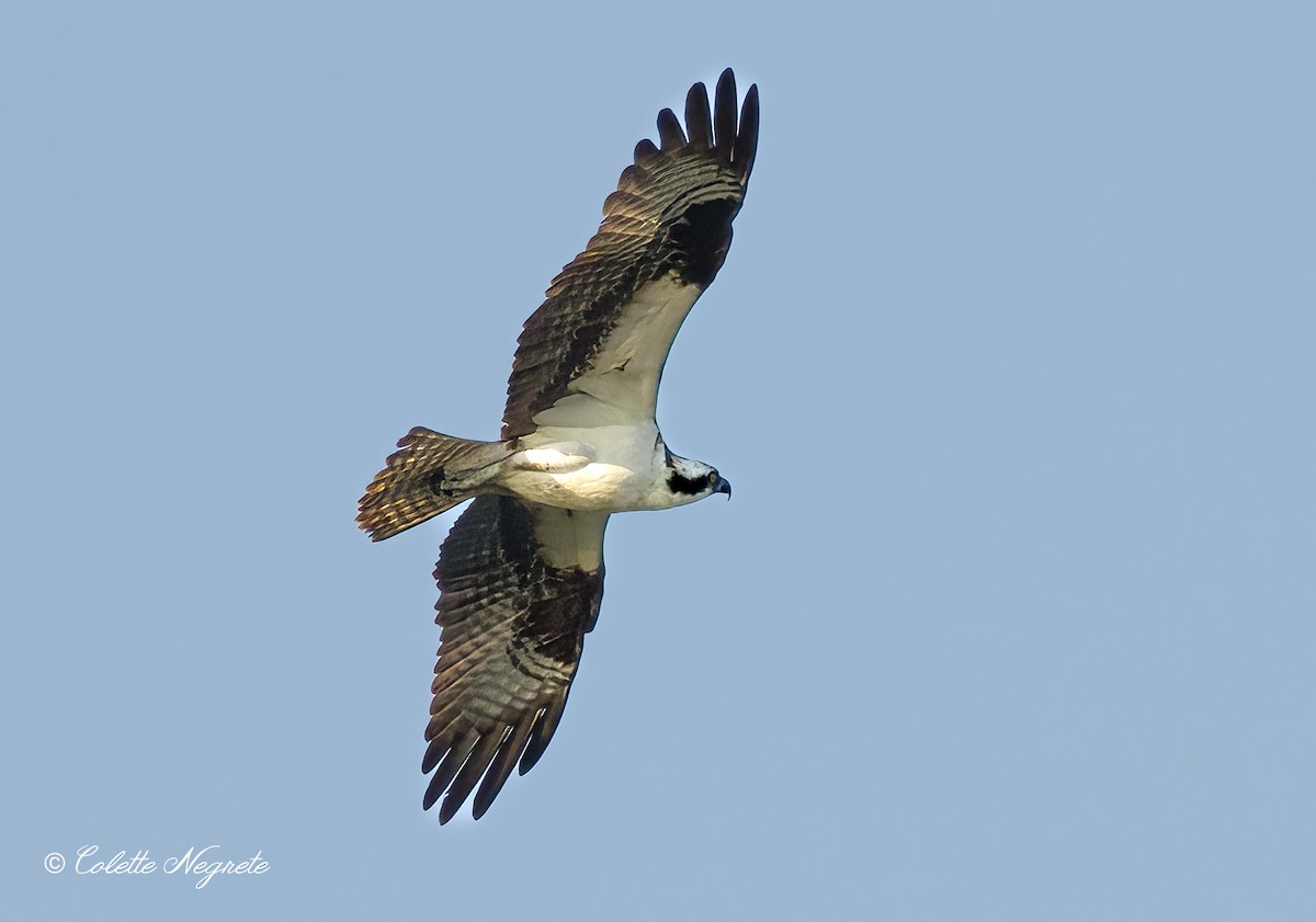 Balbuzard pêcheur - ML620891193