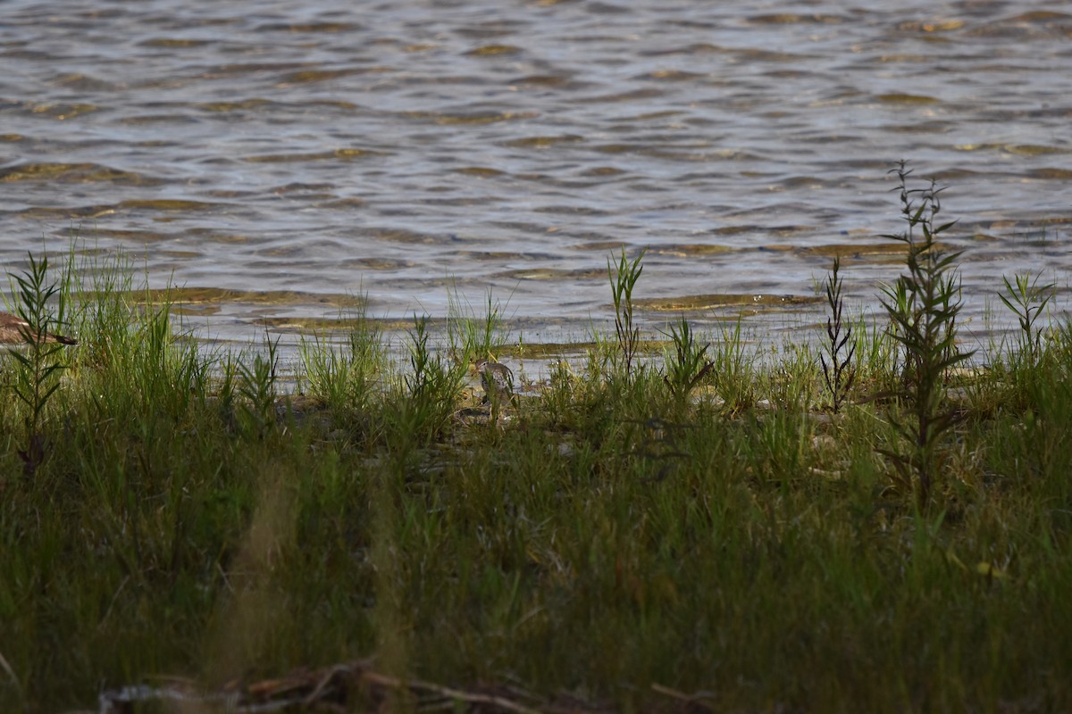 Spotted Sandpiper - ML620891198