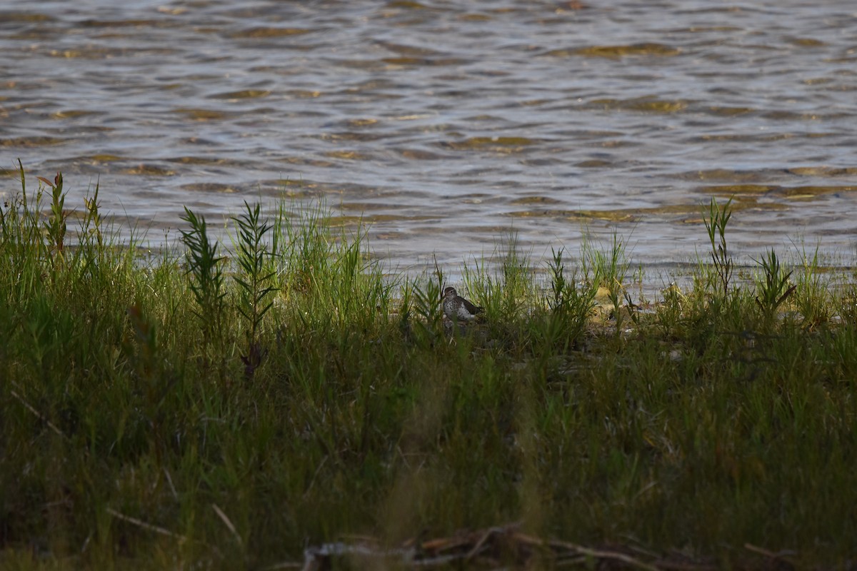 Spotted Sandpiper - ML620891199