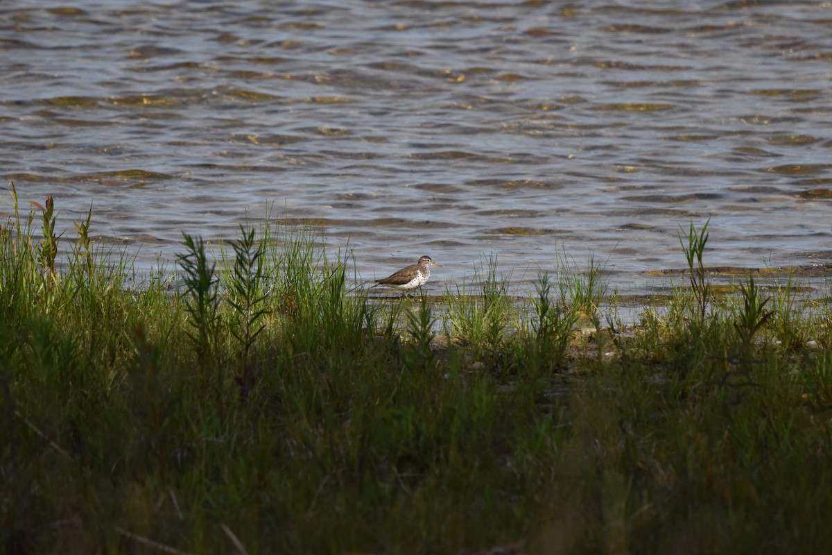 Spotted Sandpiper - ML620891200