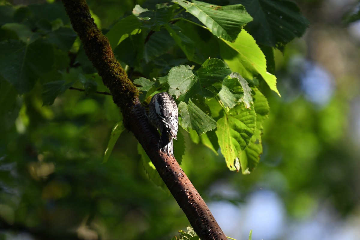 Yellow-bellied Sapsucker - ML620891201