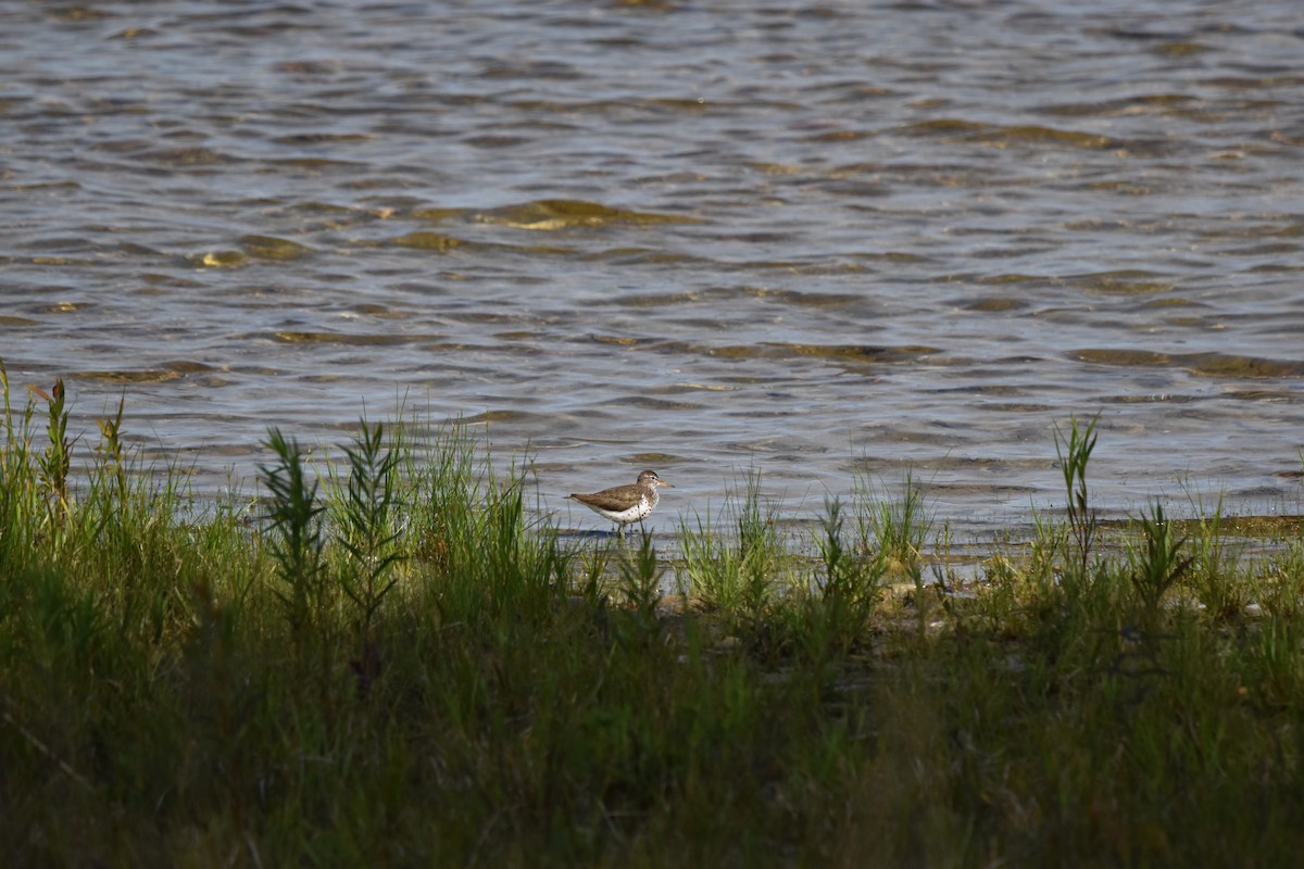 Spotted Sandpiper - ML620891202