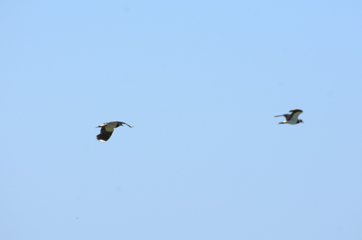 Northern Lapwing - ML620891203