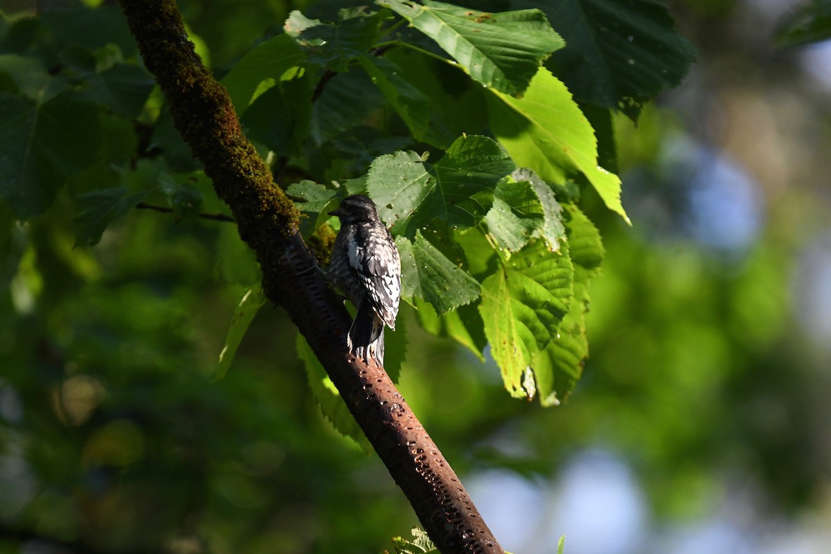 Yellow-bellied Sapsucker - ML620891207