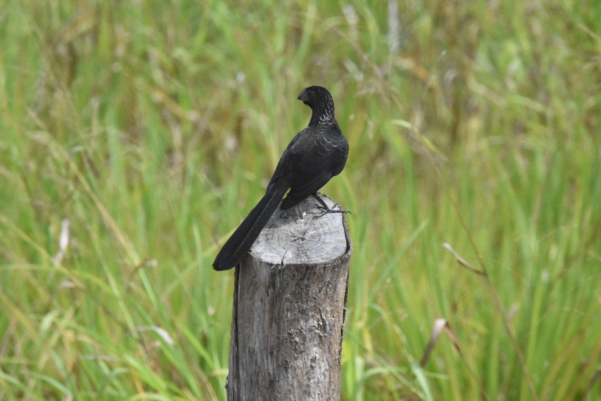 Groove-billed Ani - ML620891208