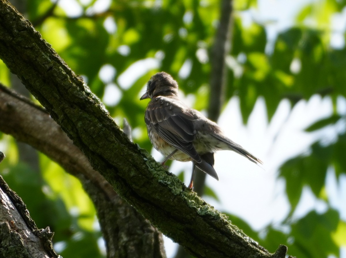 American Robin - ML620891211