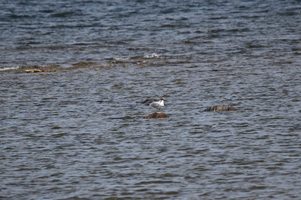 Caspian Tern - ML620891213