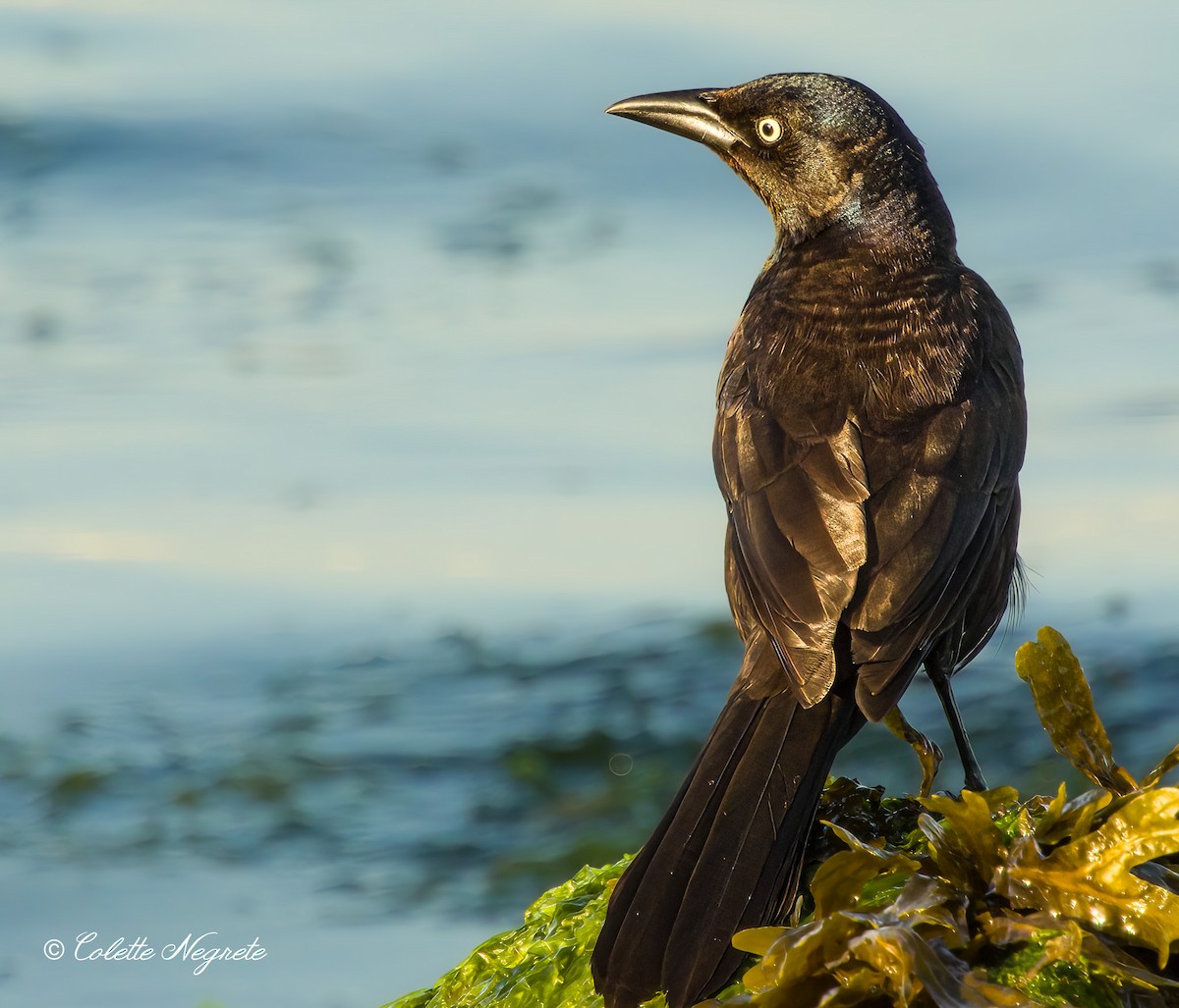 Common Grackle - Colette Vranicar