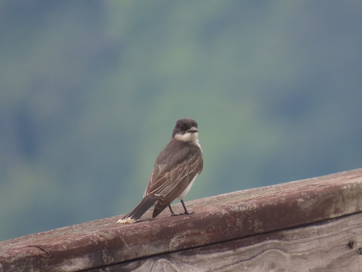 Eastern Kingbird - ML620891222