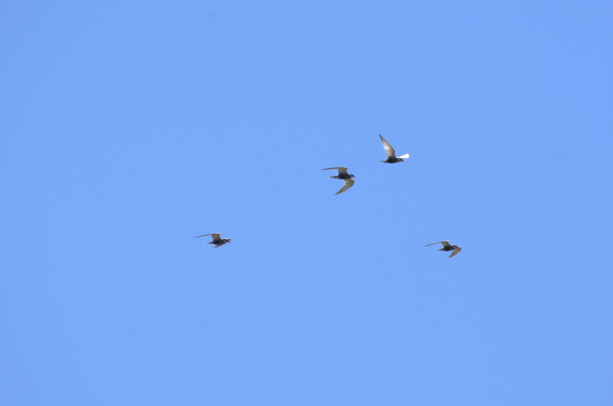 Whiskered Tern - ML620891238