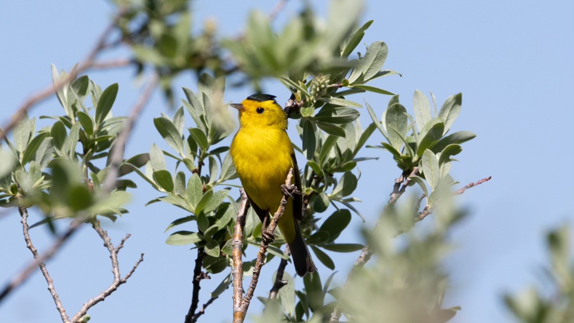 Wilson's Warbler - ML620891245