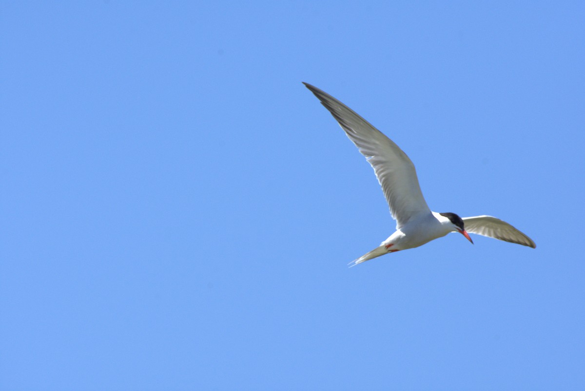 Common Tern - ML620891248