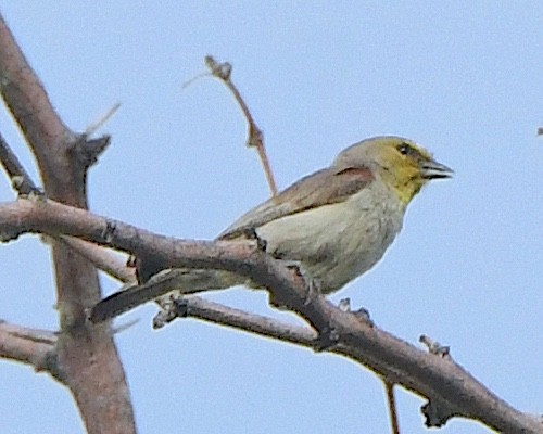 Verdin - ML620891256