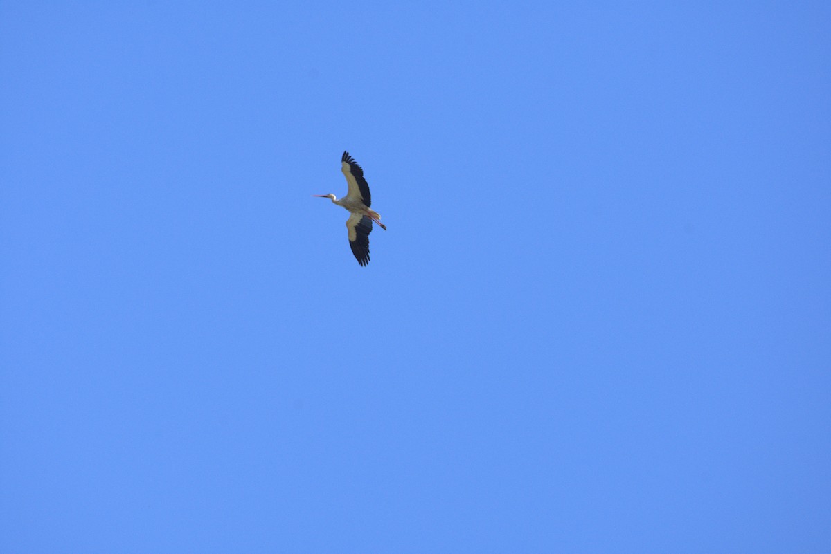 White Stork - Umut Özten