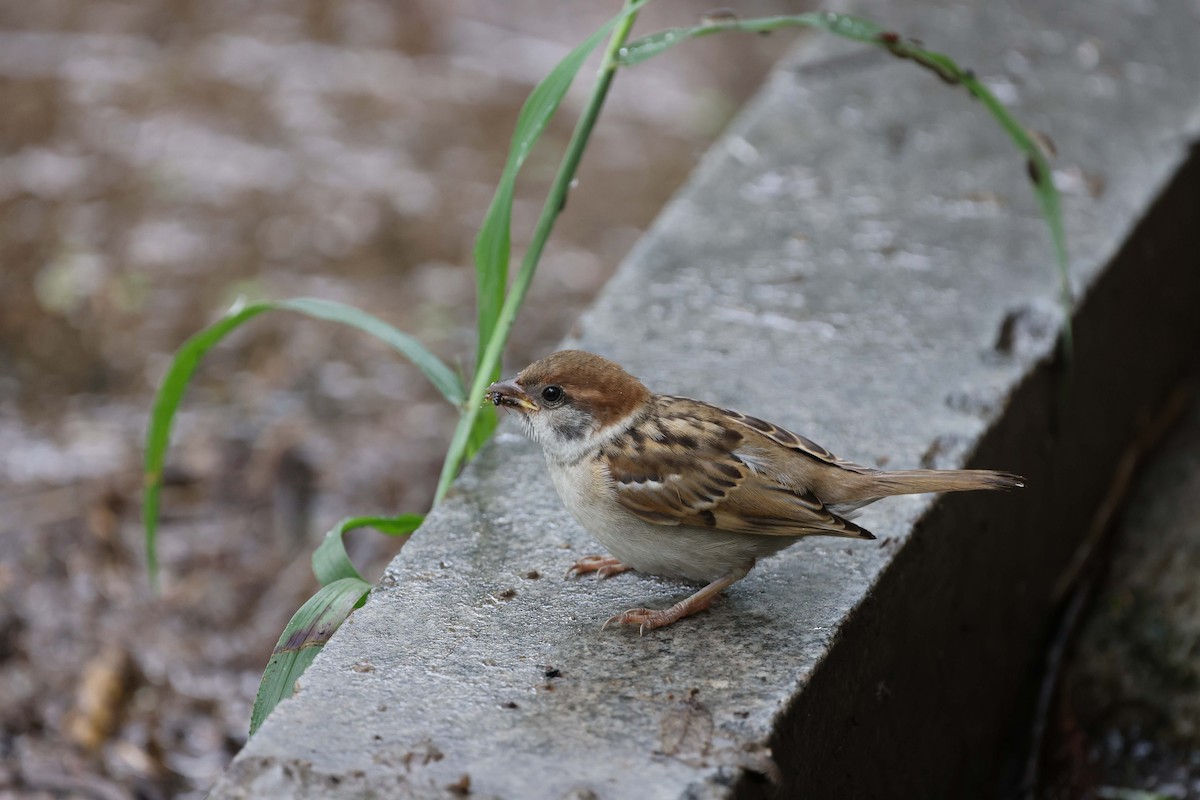 Eurasian Tree Sparrow - ML620891271