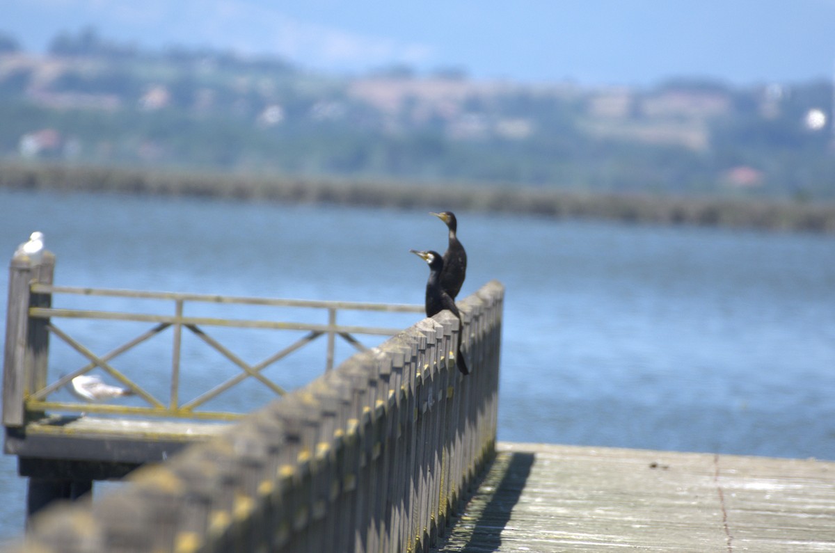 Great Cormorant - ML620891272