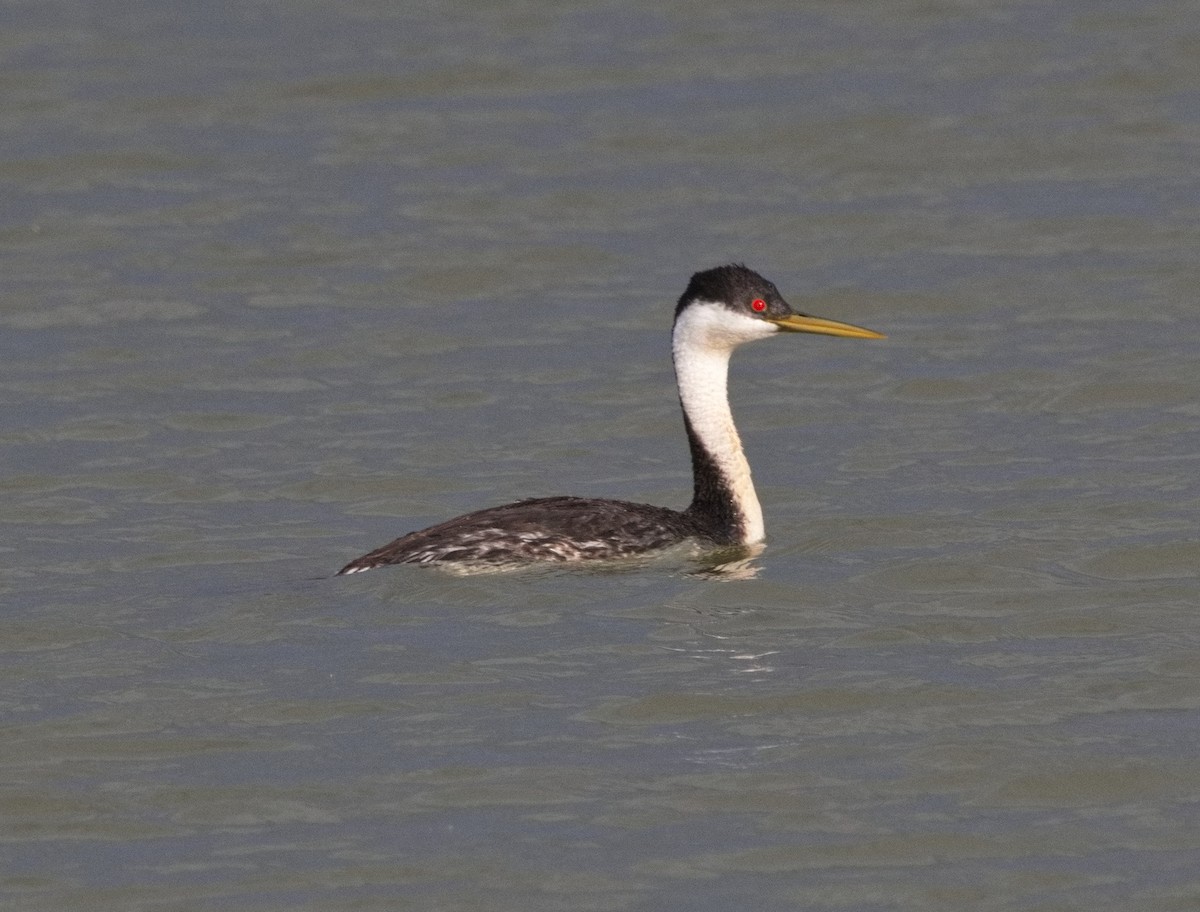 Western Grebe - ML620891273