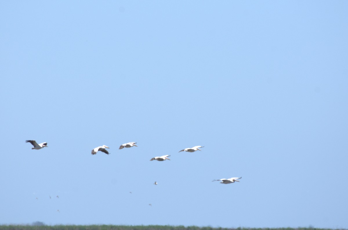 Great White Pelican - ML620891278