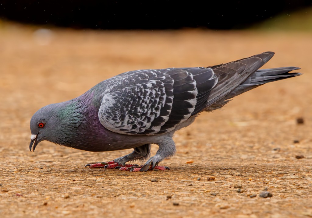 Pigeon biset (forme domestique) - ML620891282