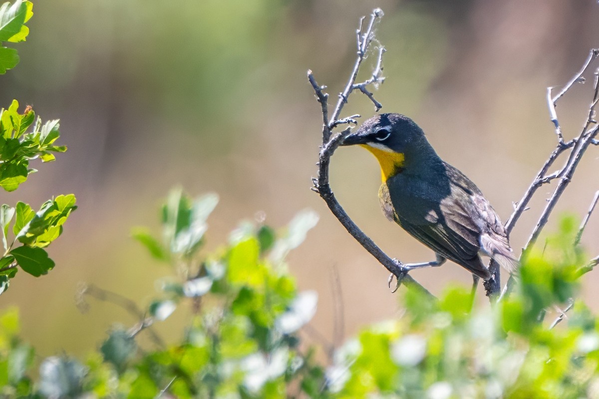 Yellow-breasted Chat - ML620891284