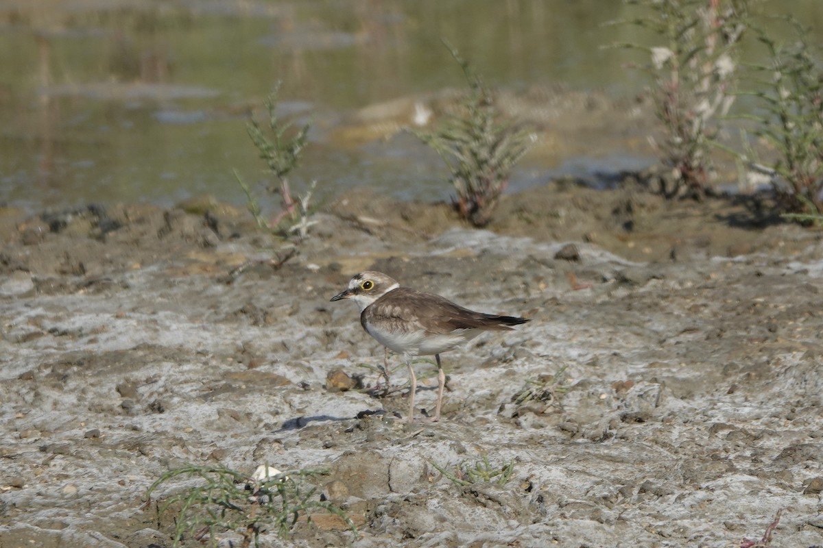 Little Ringed Plover - ML620891286