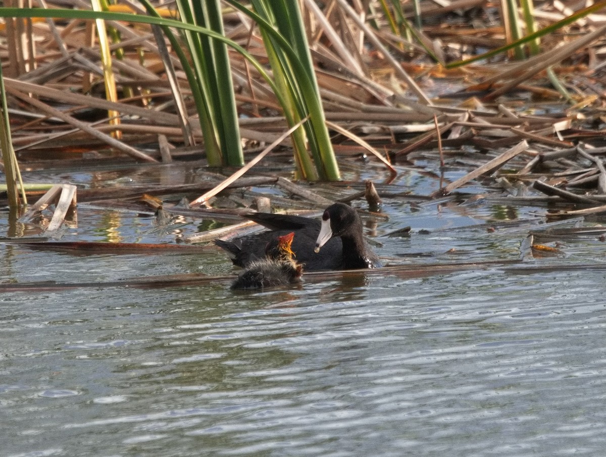 American Coot - ML620891287