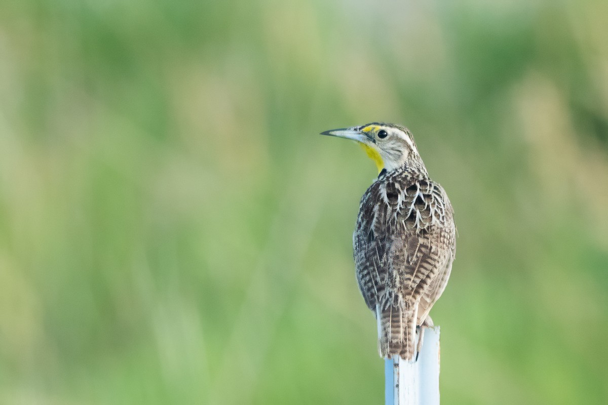 Western Meadowlark - ML620891289