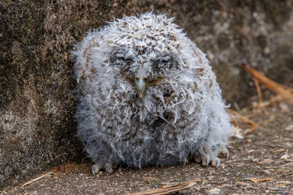 Tropical Screech-Owl - ML620891290