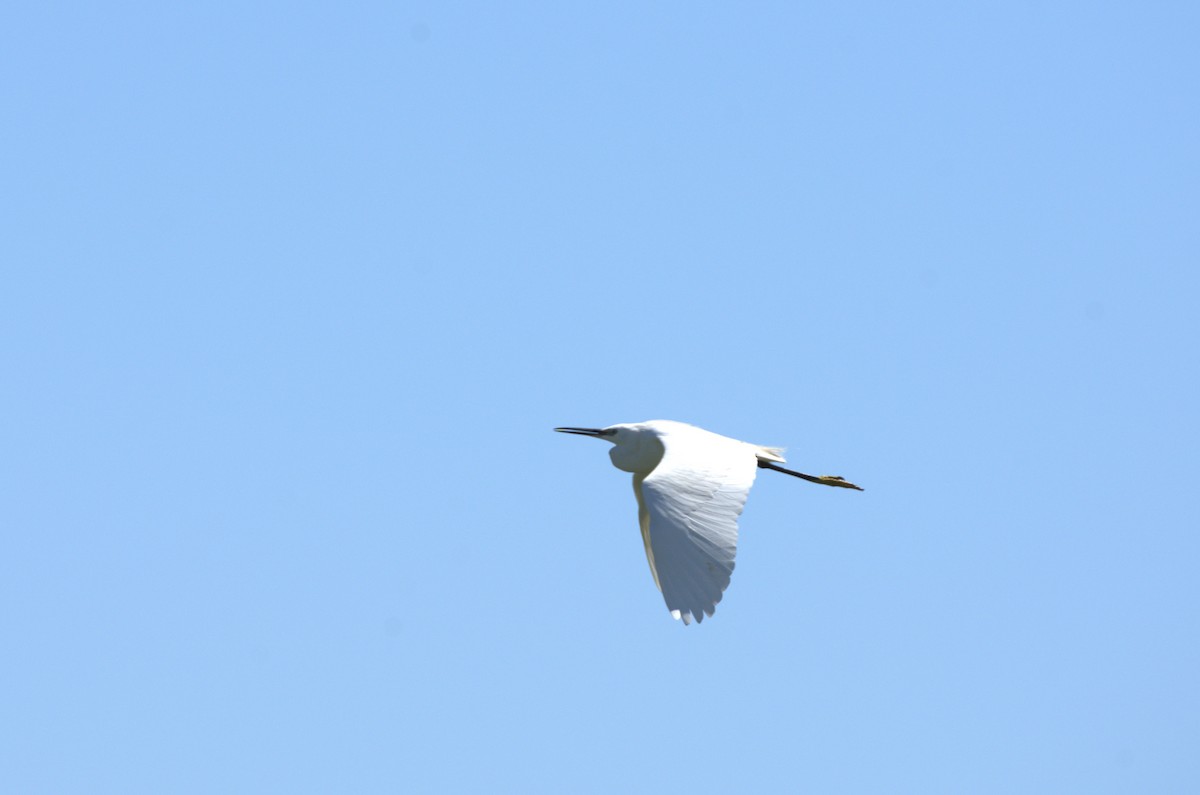 Little Egret - Umut Özten