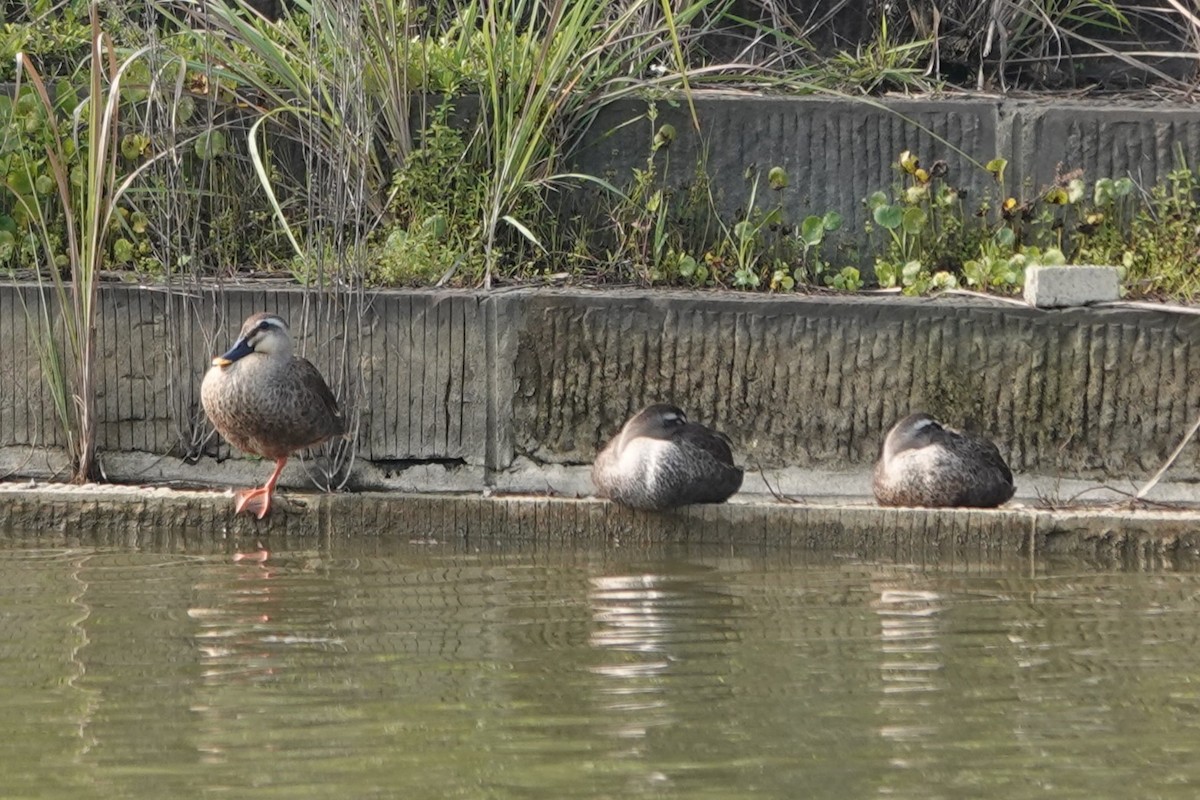 Eastern Spot-billed Duck - ML620891294