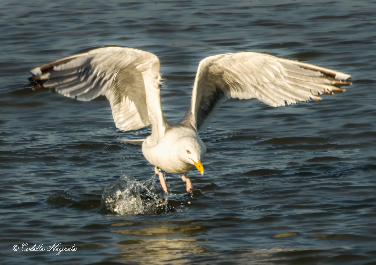 Herring Gull - ML620891295