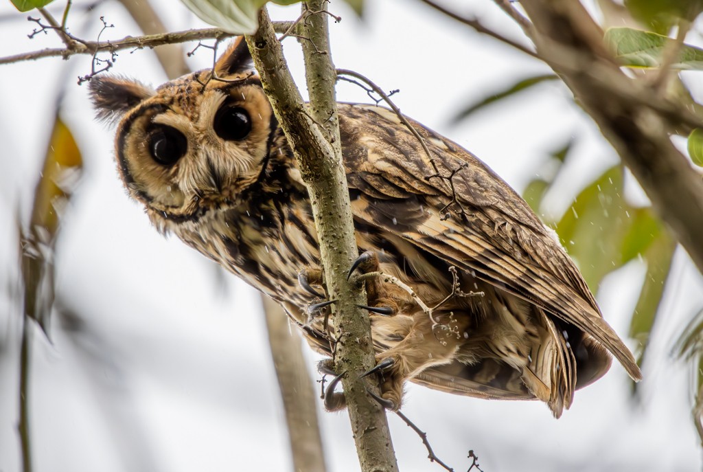 Hibou strié - ML620891297