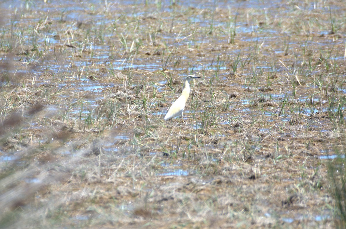 Squacco Heron - ML620891299