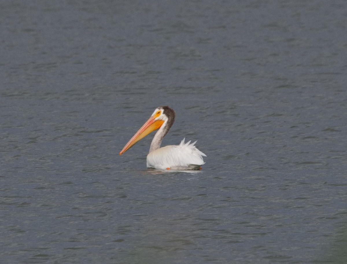 American White Pelican - ML620891300