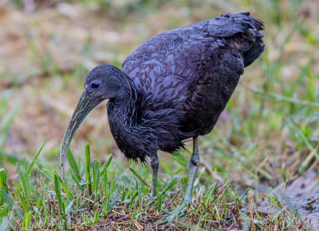 Green Ibis - ML620891301