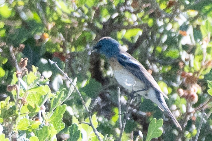 Lazuli Bunting - ML620891302