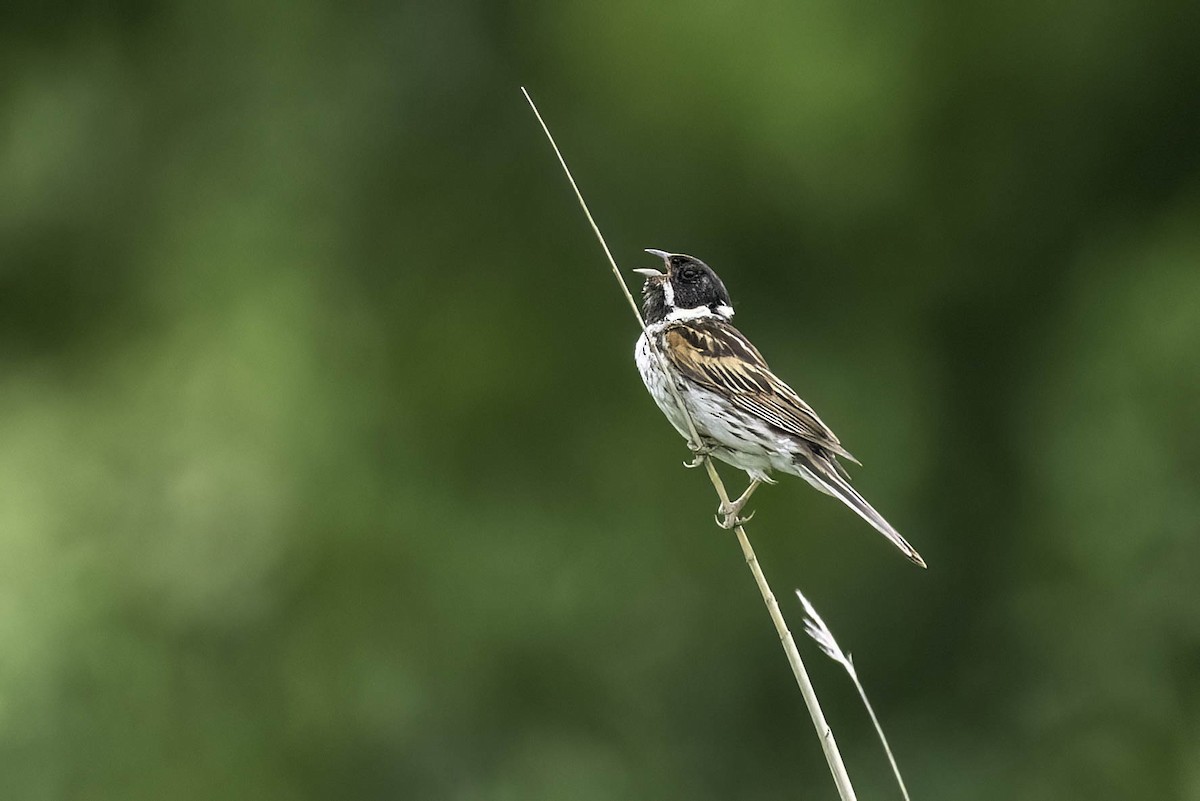 Reed Bunting - ML620891305