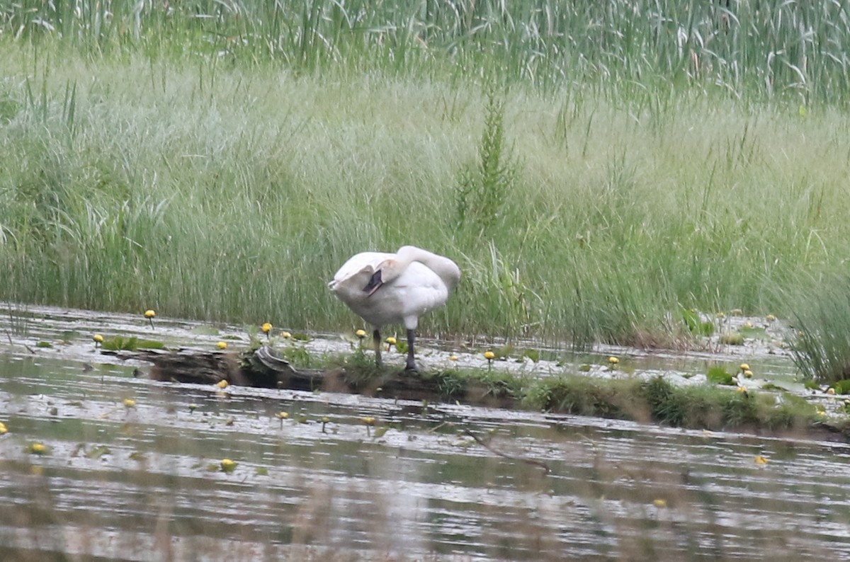 Trumpeter Swan - ML620891306