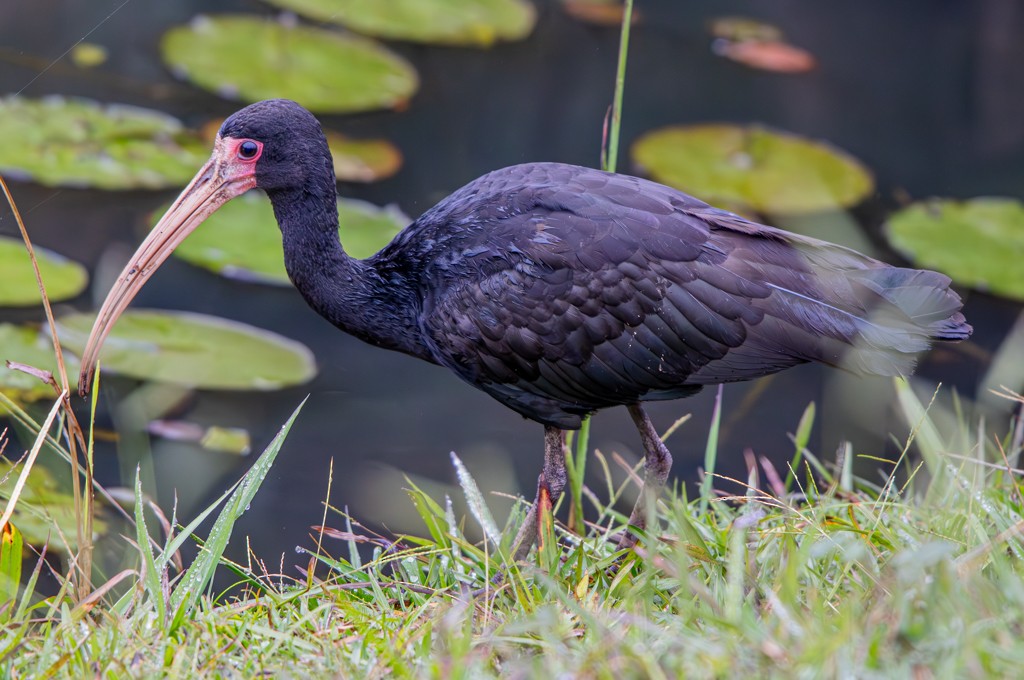 Bare-faced Ibis - Felipe Aoyagui