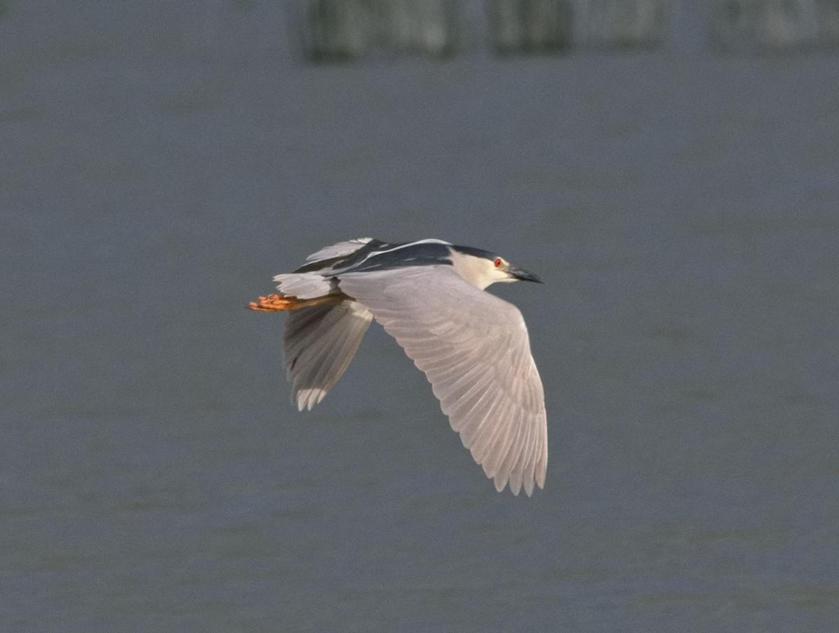 Black-crowned Night Heron - ML620891308