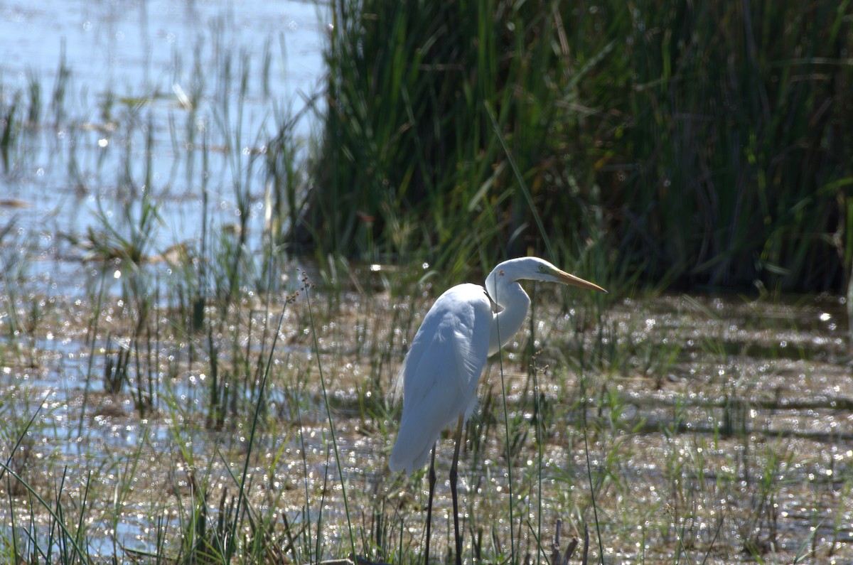 Great Egret - ML620891309