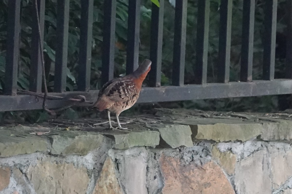 Chinese Bamboo-Partridge - ML620891310