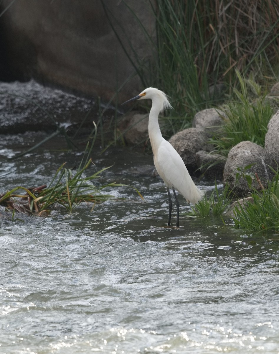 Snowy Egret - ML620891313