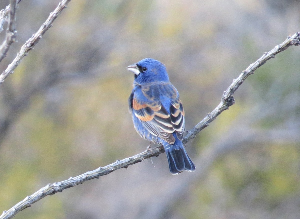 Blue Grosbeak - ML620891318