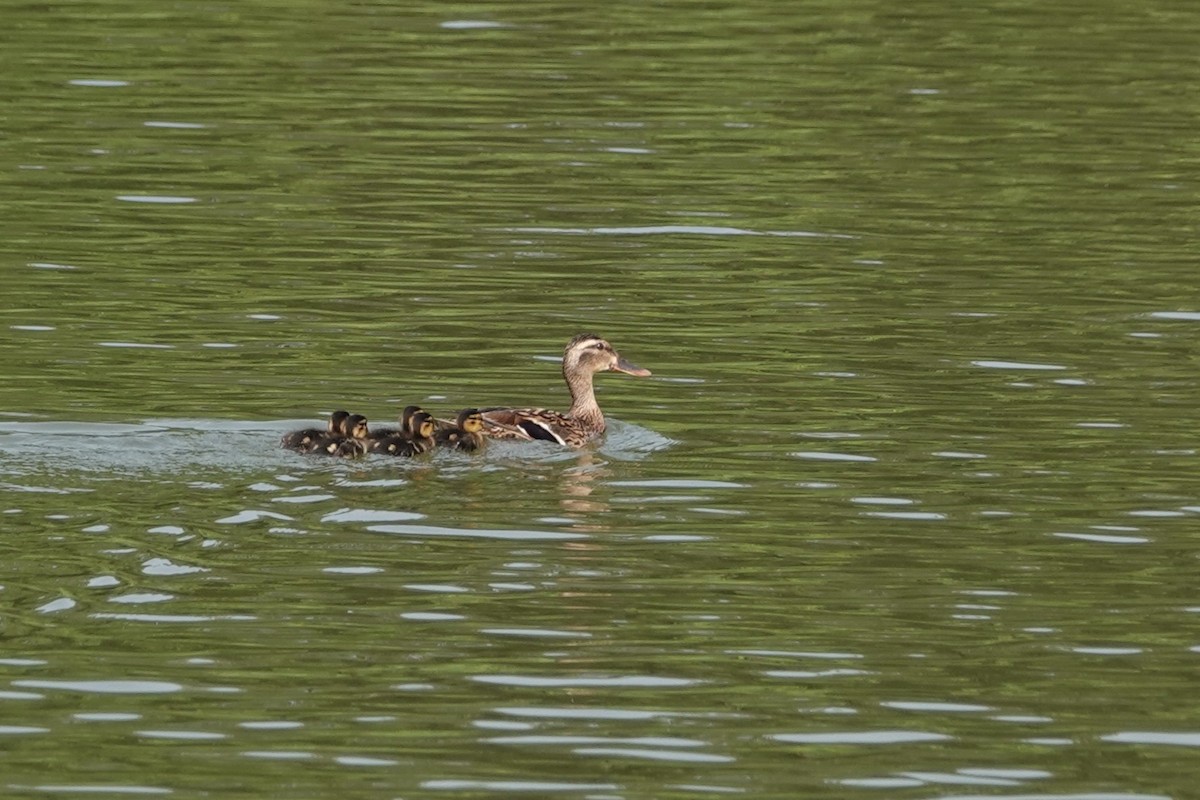 Canard colvert - ML620891323